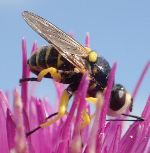 Dalmannia aculeata